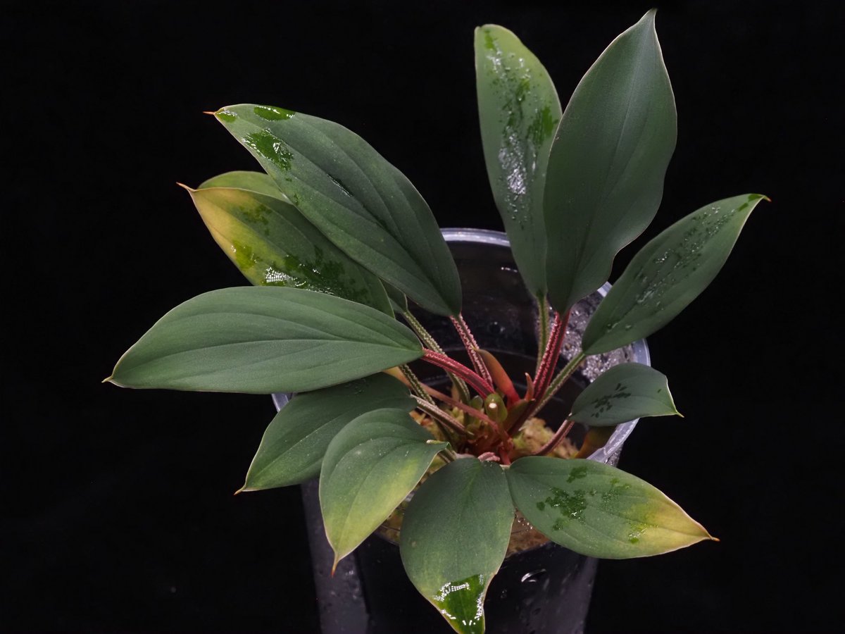 Kazuto☆大٩(ˊᗜˋ*)و阪☆ tweet media