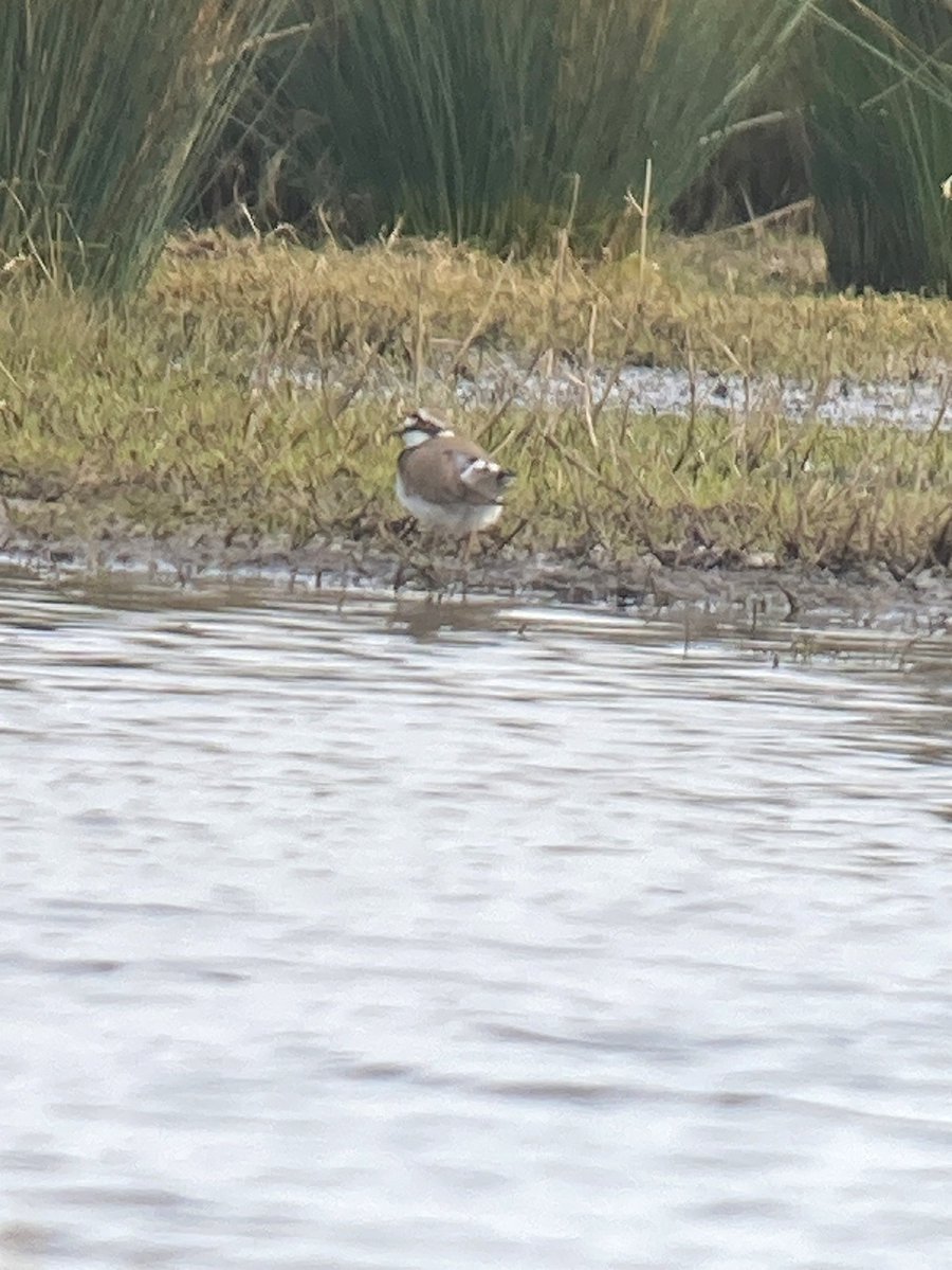 Robs Birding tweet media