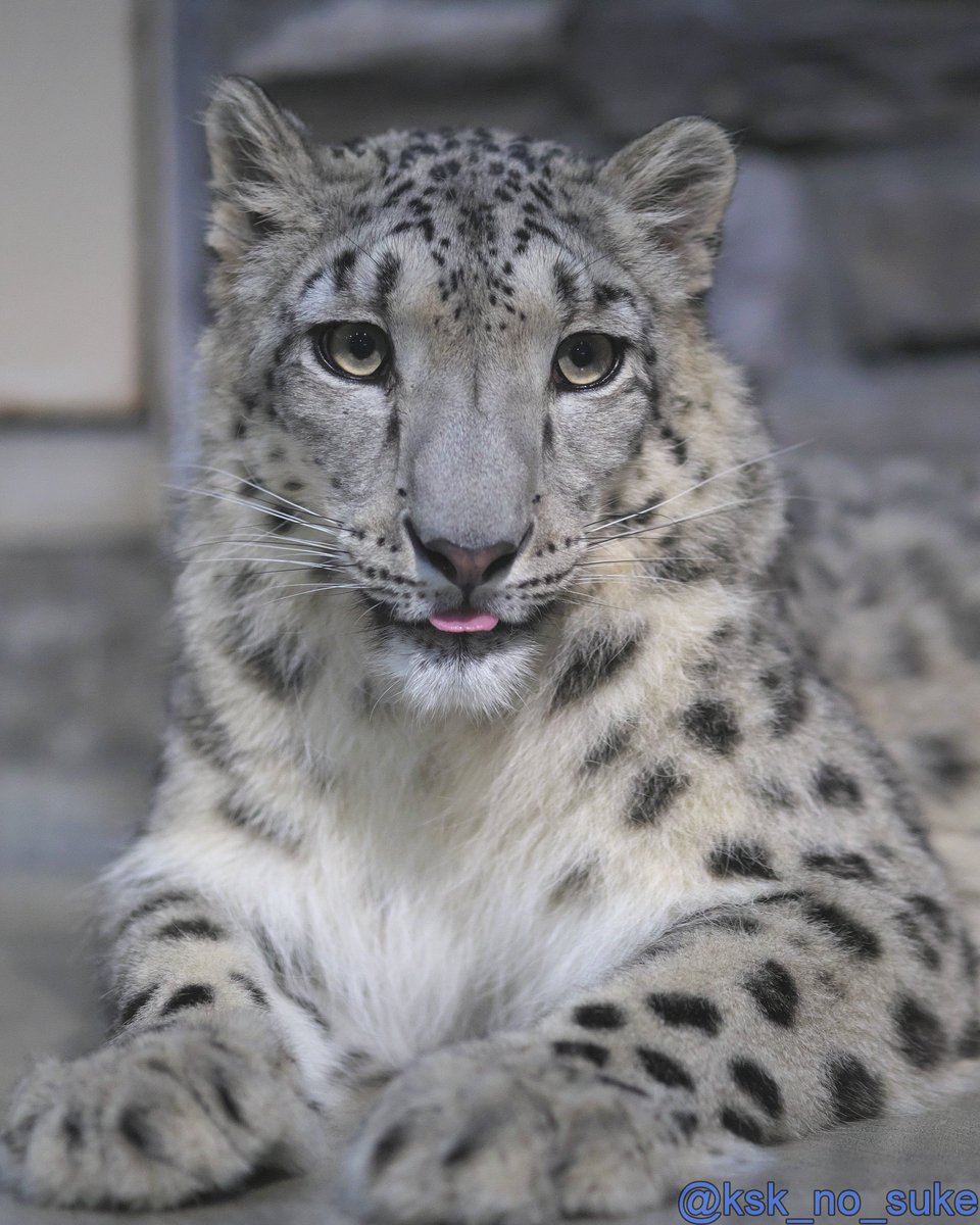 けーすけ tweet media