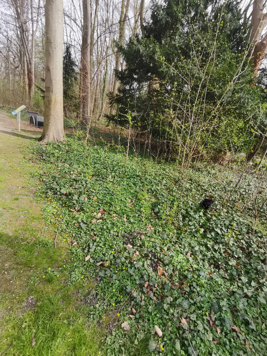 🖤💛Borsigplatz🖤💛 tweet media