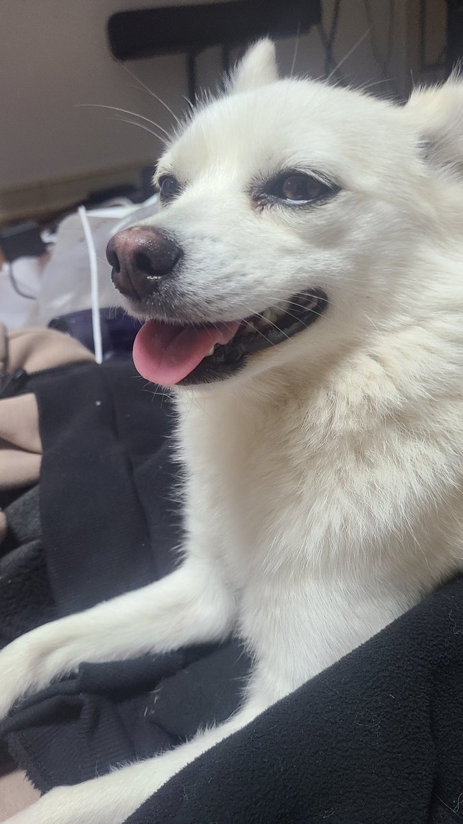 울타리씨 tweet media