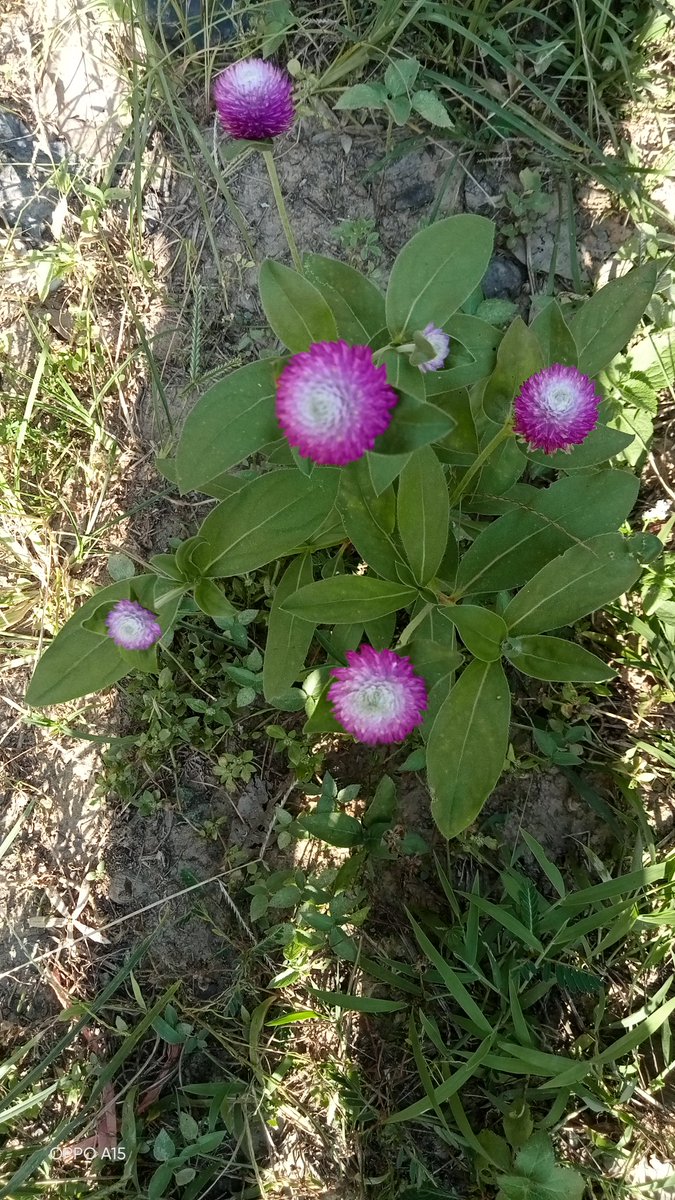 พอใจ tweet media