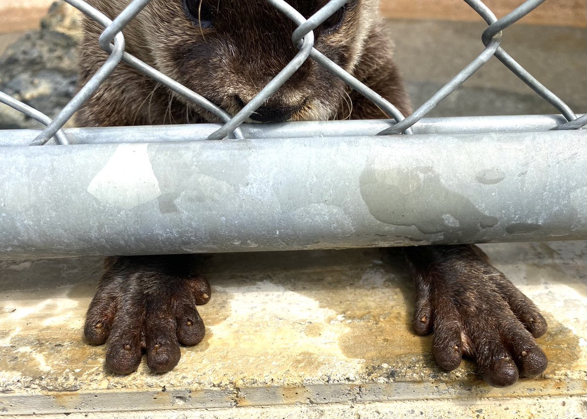 周南市徳山動物園(公式) tweet media