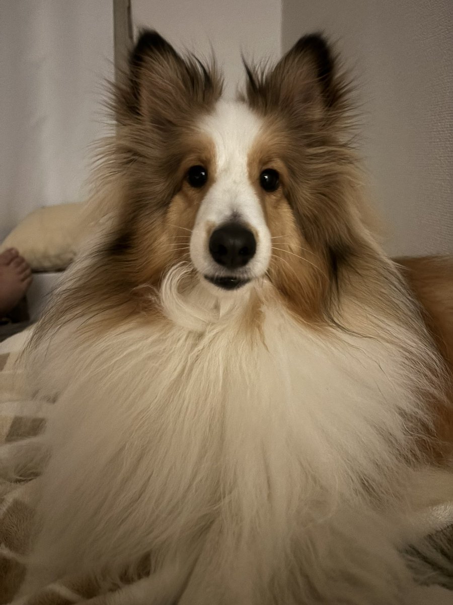 あやしななせ/Ayashi Nanase@月水更新👑♥ tweet media