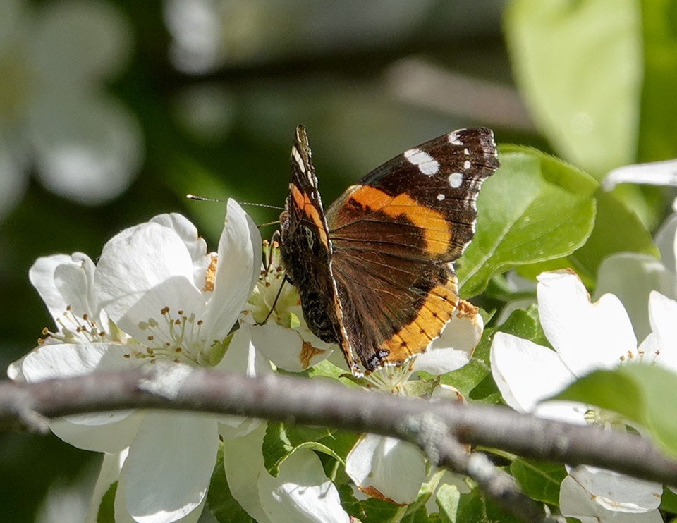 Wild Adirondacks tweet media