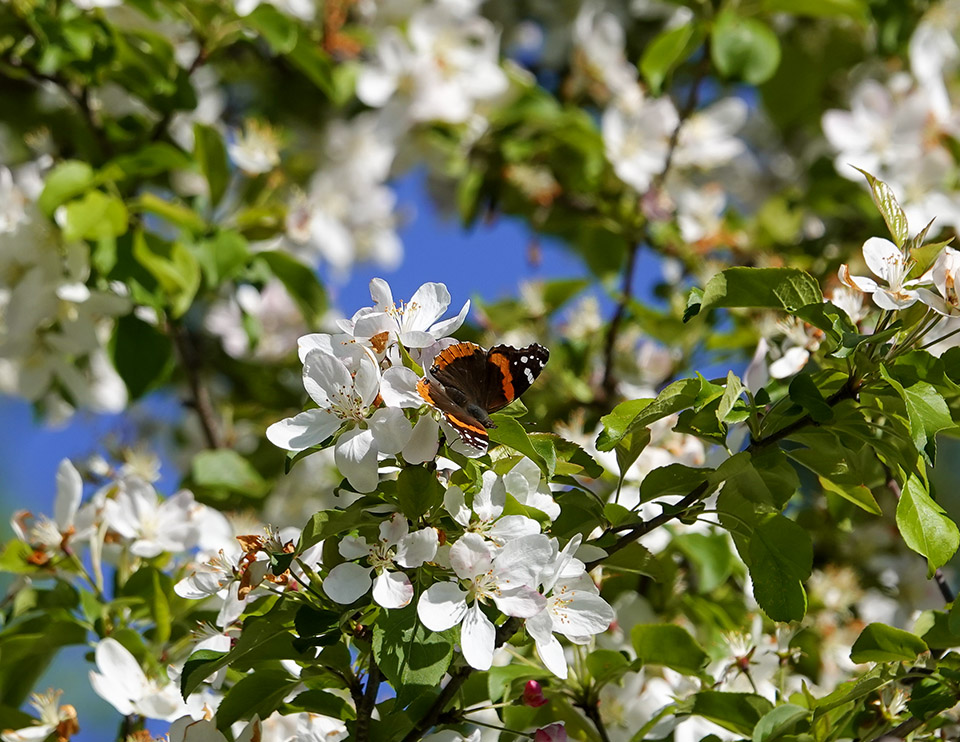 Wild Adirondacks tweet media