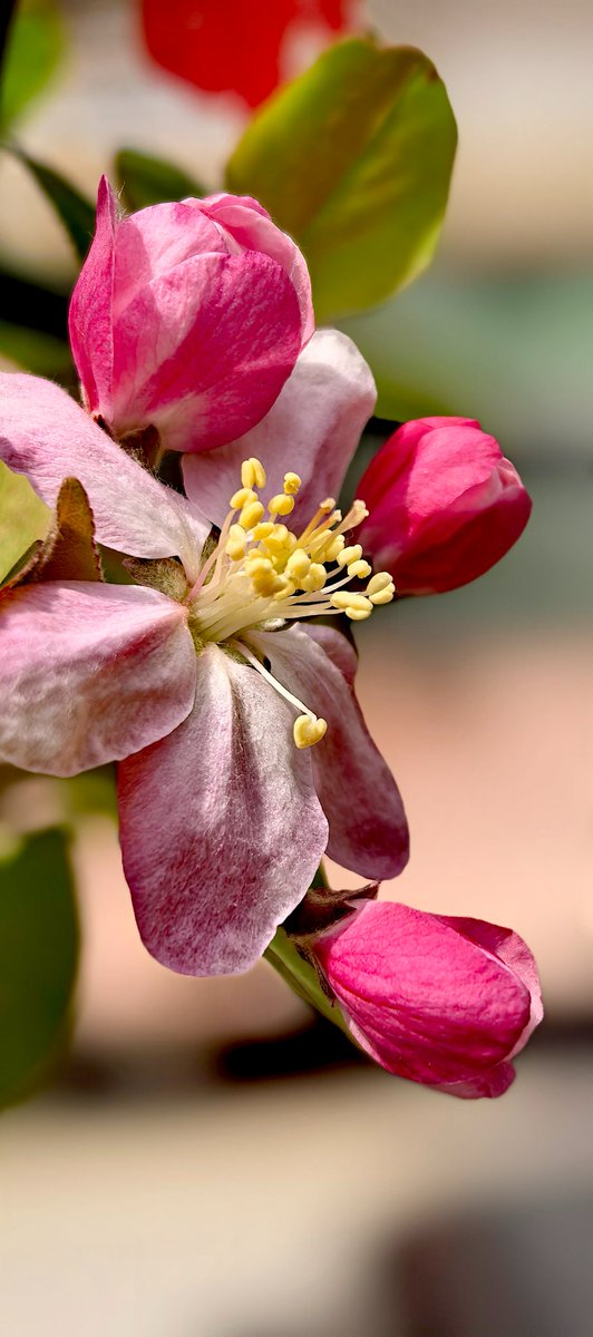 LVDou503's tweet image. #春日 来一场 #ColorWalk 吧🌸