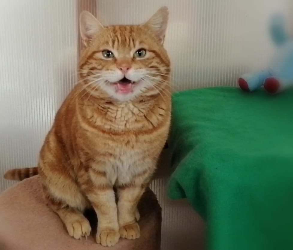 The Animal Sanctuary tweet media