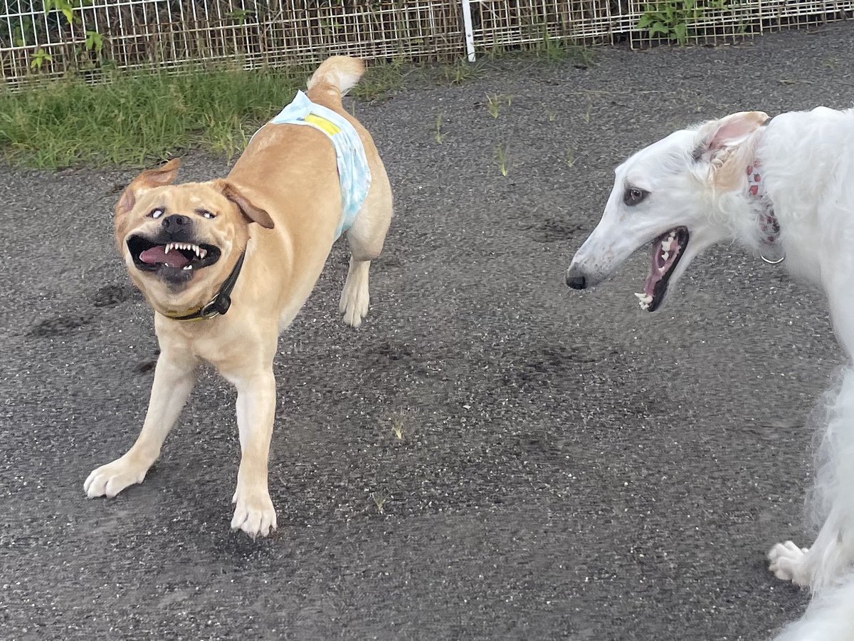 癖強ラブのコア🐻‍❄️とキノ🐻 tweet media