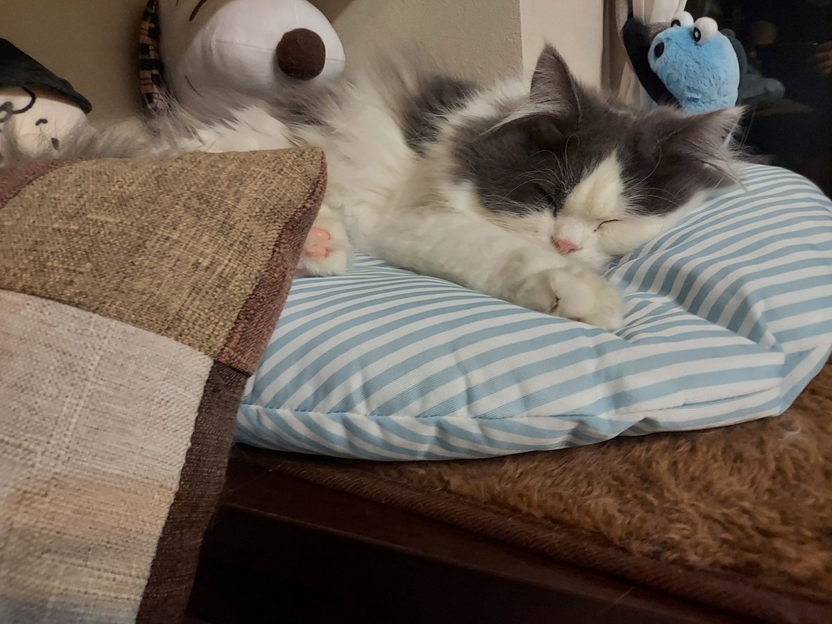 tnoplnos's tweet photo. 寝る
↓
起きる
↓
大あくび

#猫 #ねこ #ネコ
#アクビちゃん
#エイル #ミヌエット https://t.co/vIDJHkYVNK