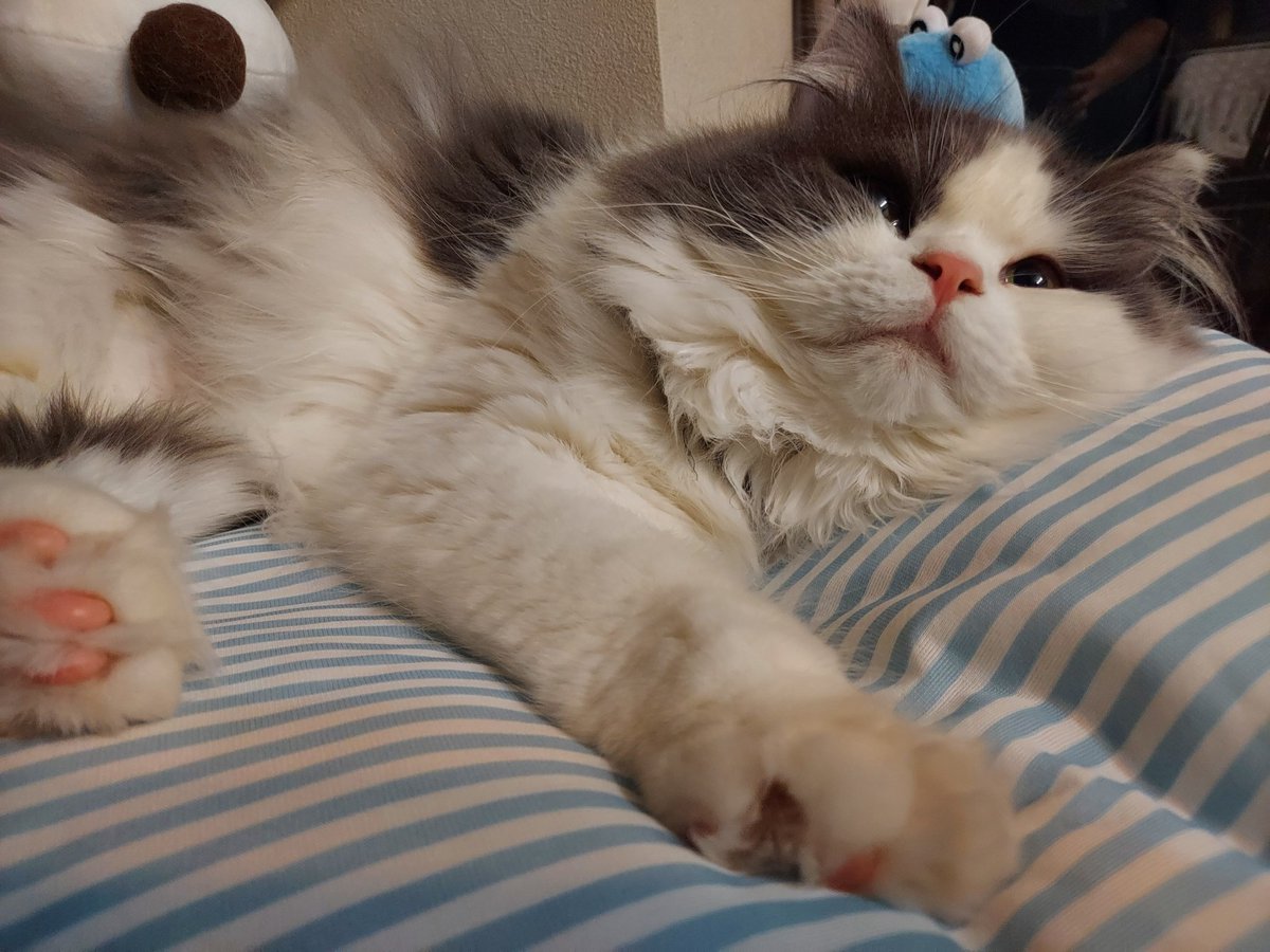 tnoplnos's tweet photo. 寝る
↓
起きる
↓
大あくび

#猫 #ねこ #ネコ
#アクビちゃん
#エイル #ミヌエット https://t.co/vIDJHkYVNK