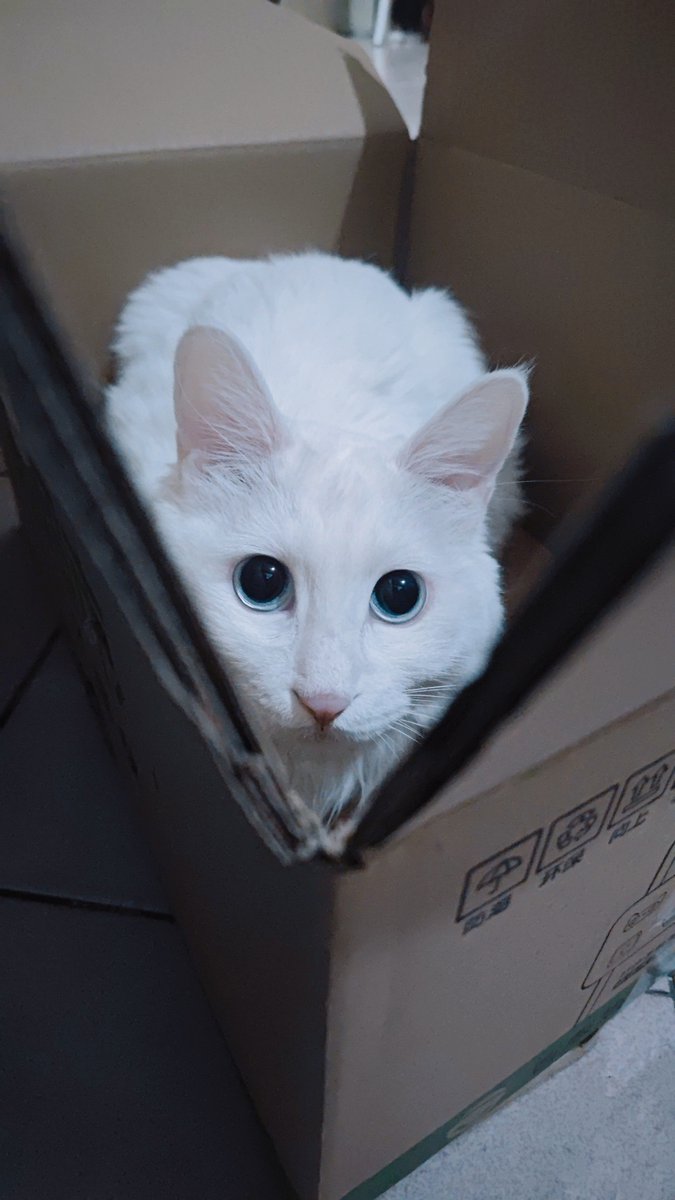 Tranita Webb  tweet media