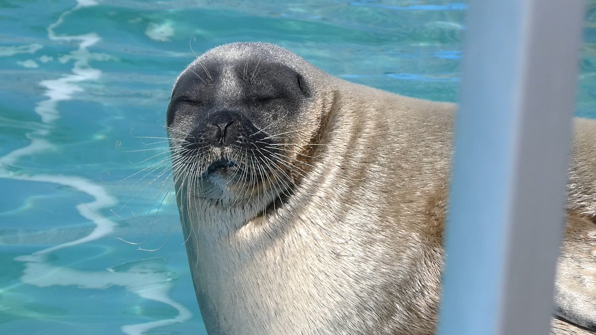 ｽｽﾞｷ tweet media