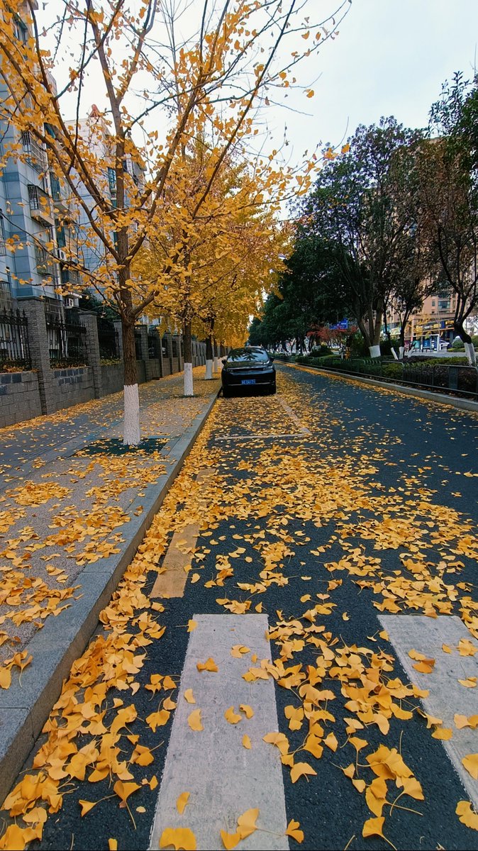 Amaximoaei Cosmin tweet media