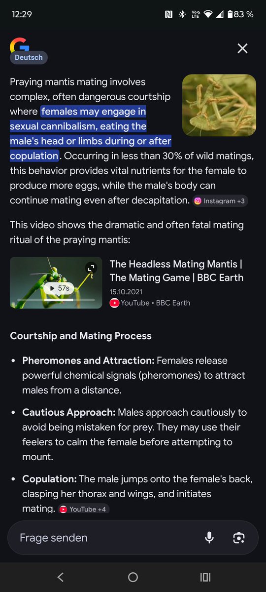 Bluthänfling tweet media