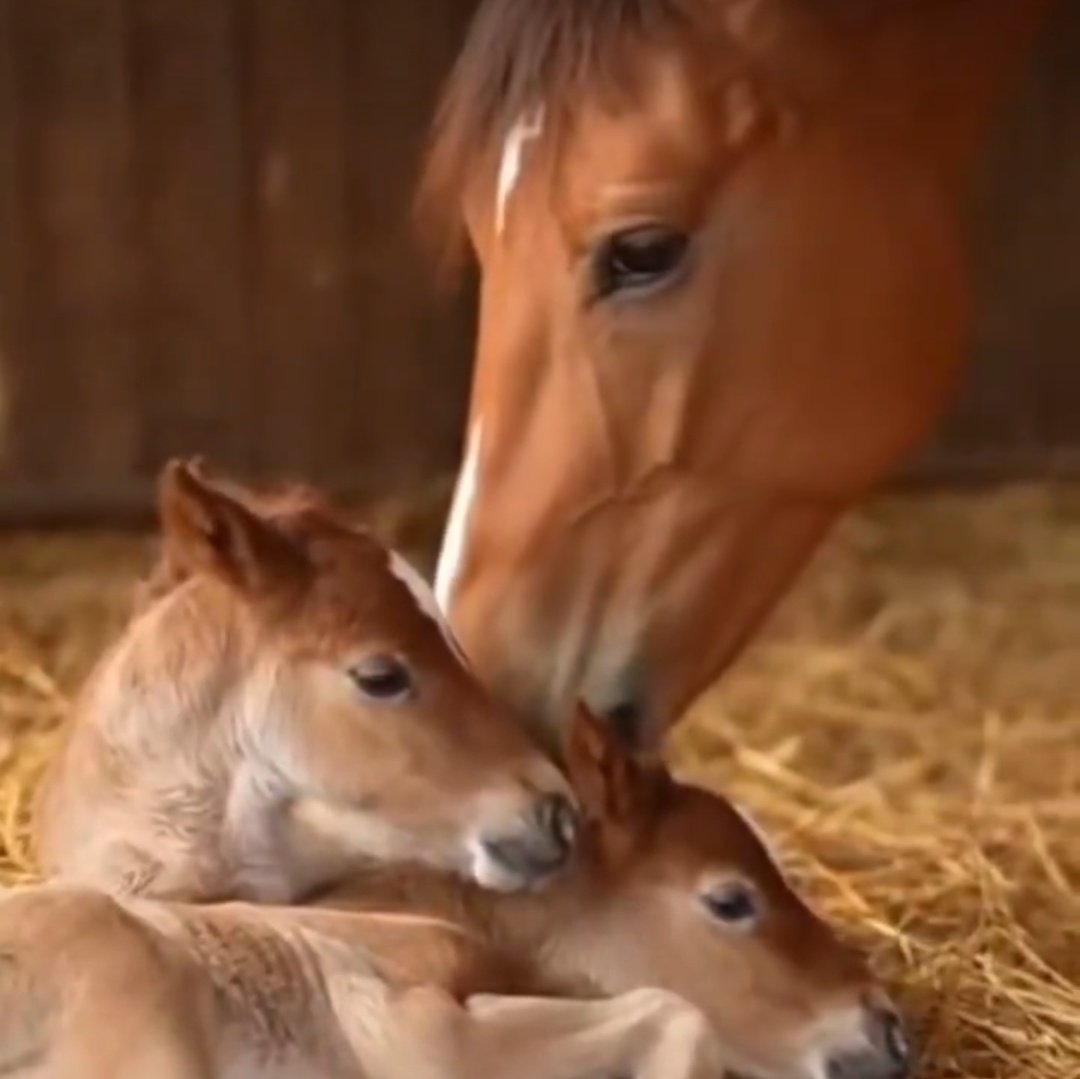 julia@example.com tweet media