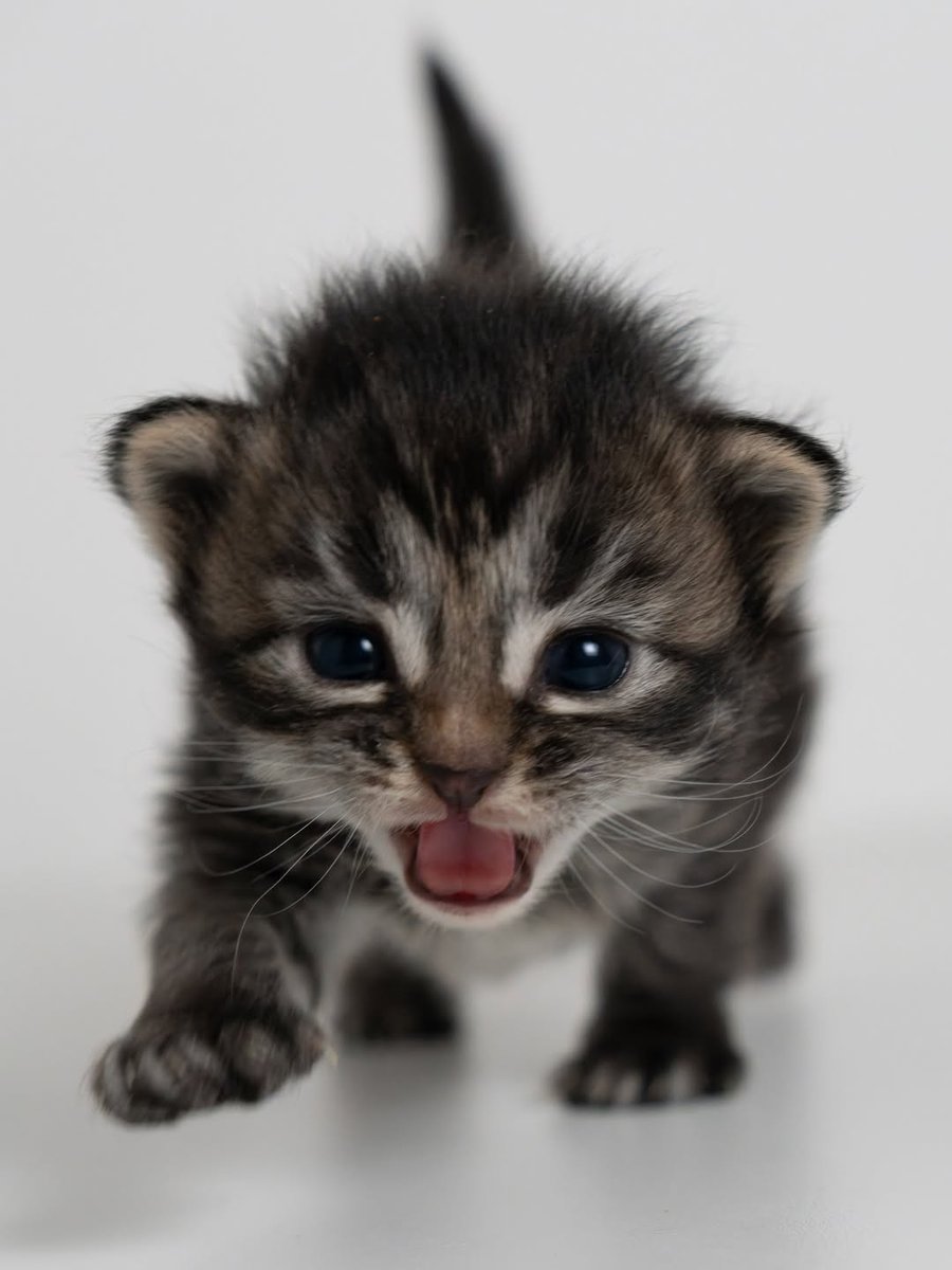 smol silly cat tweet media