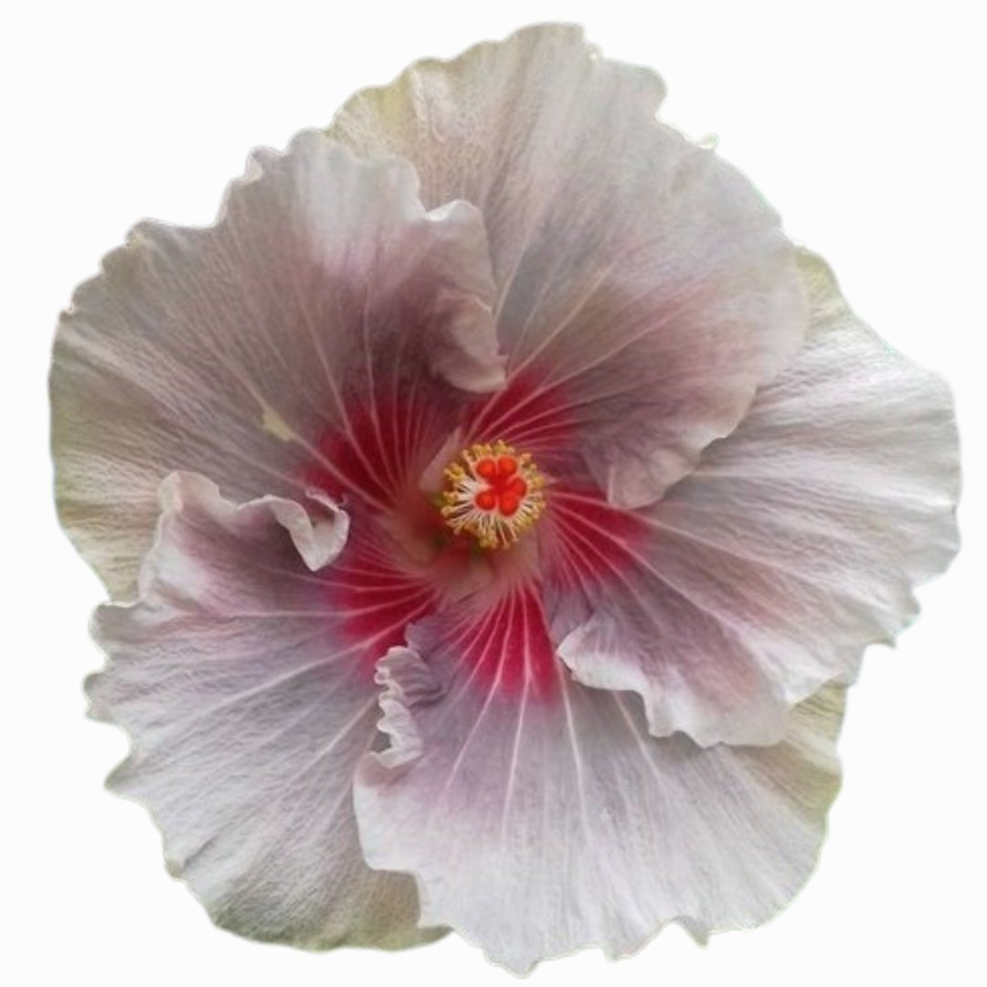 marsh 𖦹 tweet media