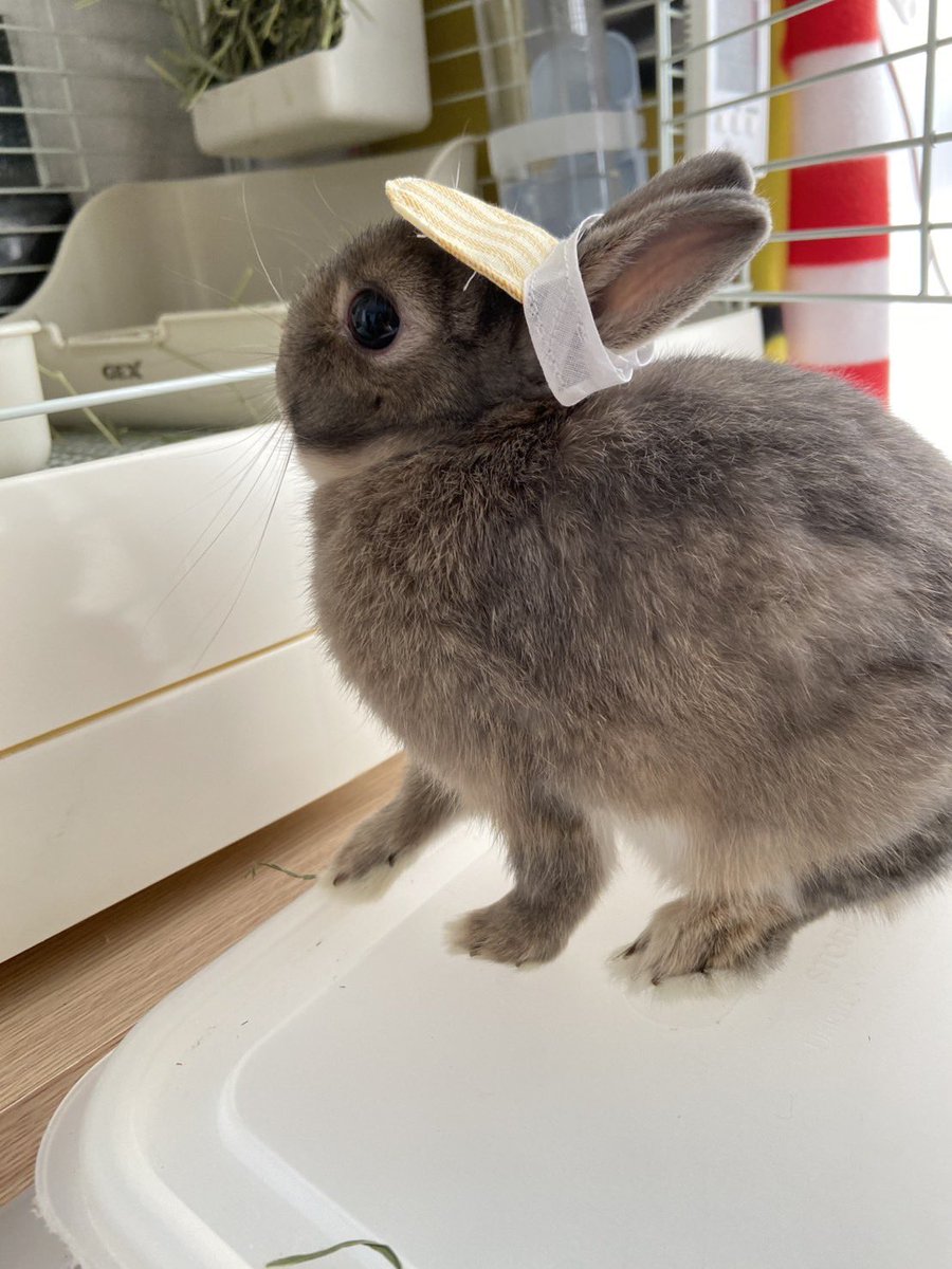 ユッケ🧄 tweet media