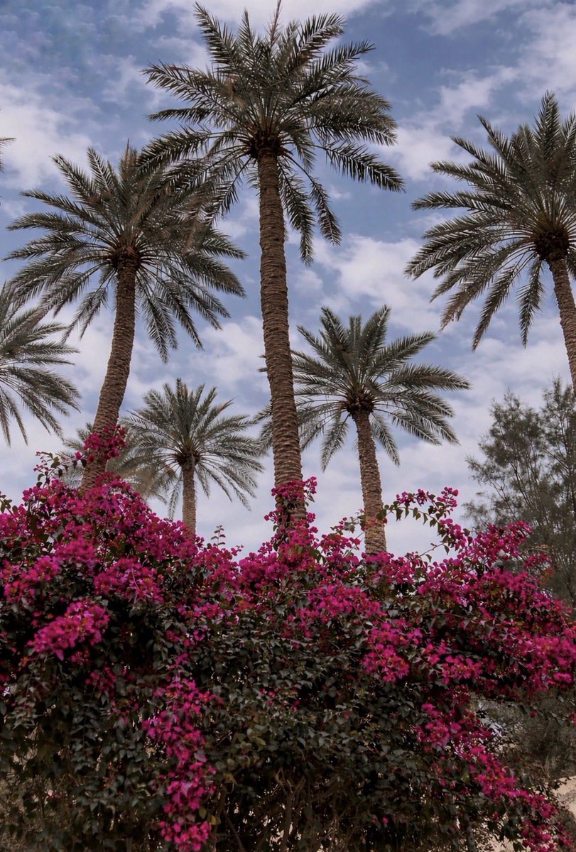 𝐿𝑢𝑙 tweet media