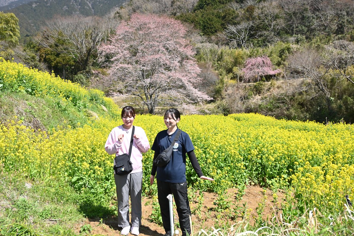 秦野市 tweet media