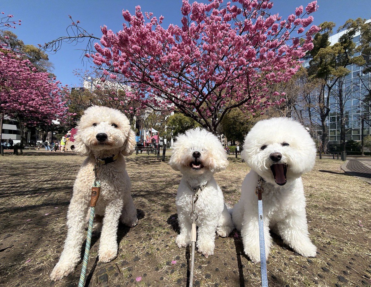 もこみちゃんと一緒 tweet media