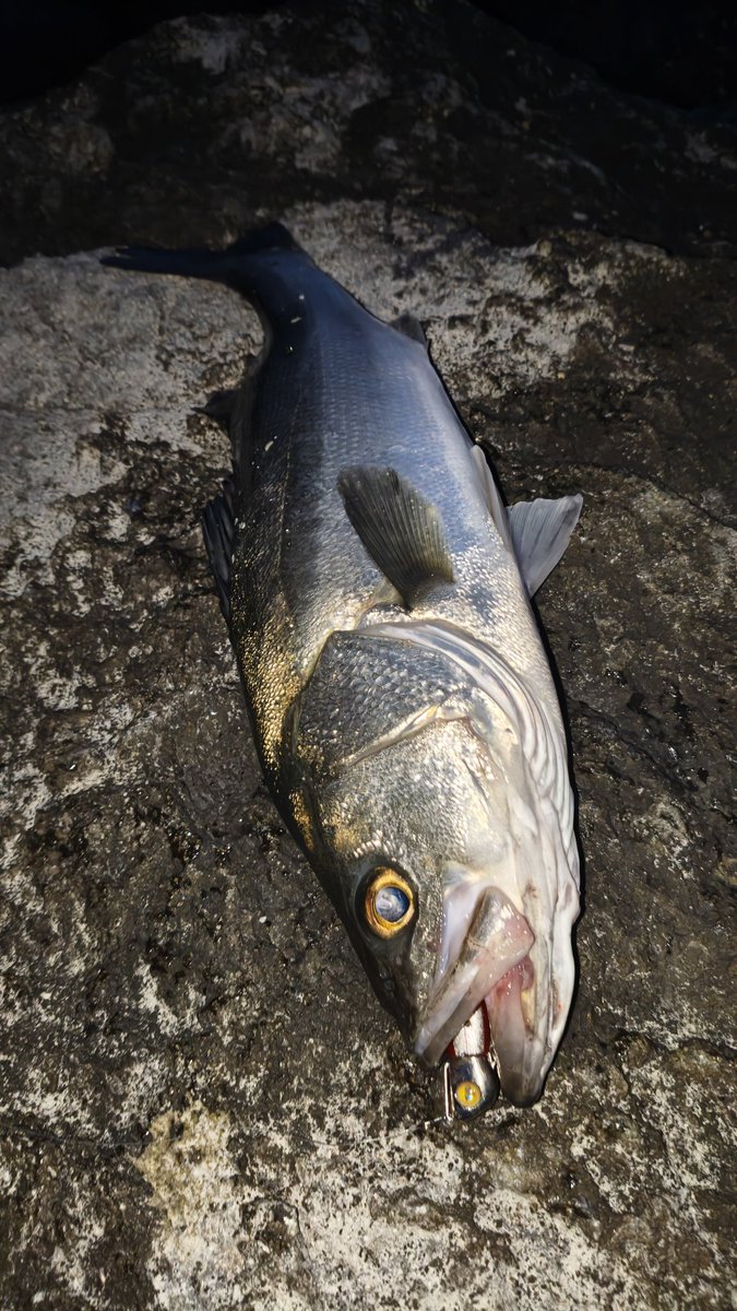 橘井茜@釣りする人 tweet media