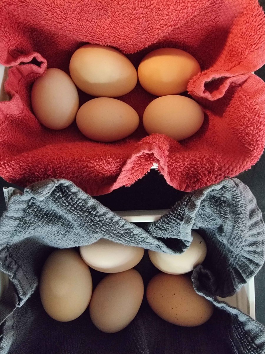 Meero // RE-Debut TbA 🐍⚜️ Dokomi 2026! tweet media