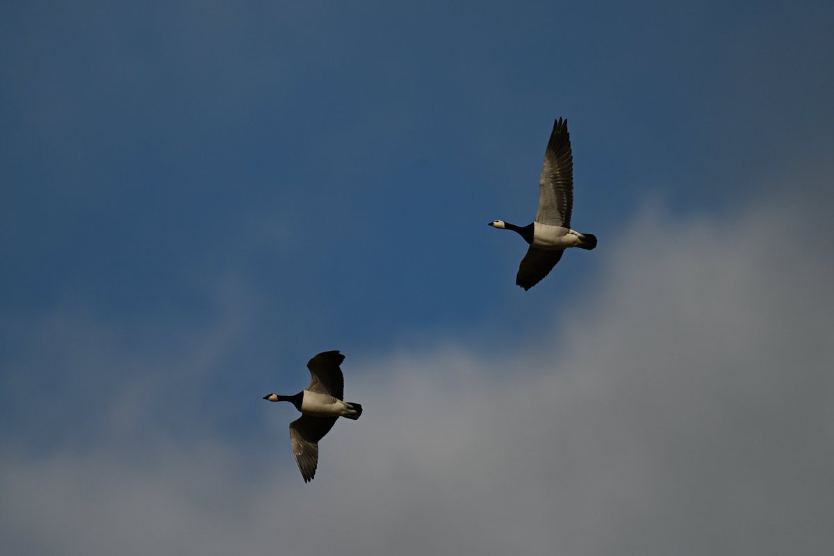 Oliwier Myka tweet media