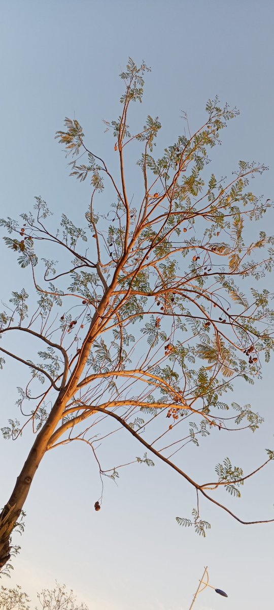 AussieSehar tweet media