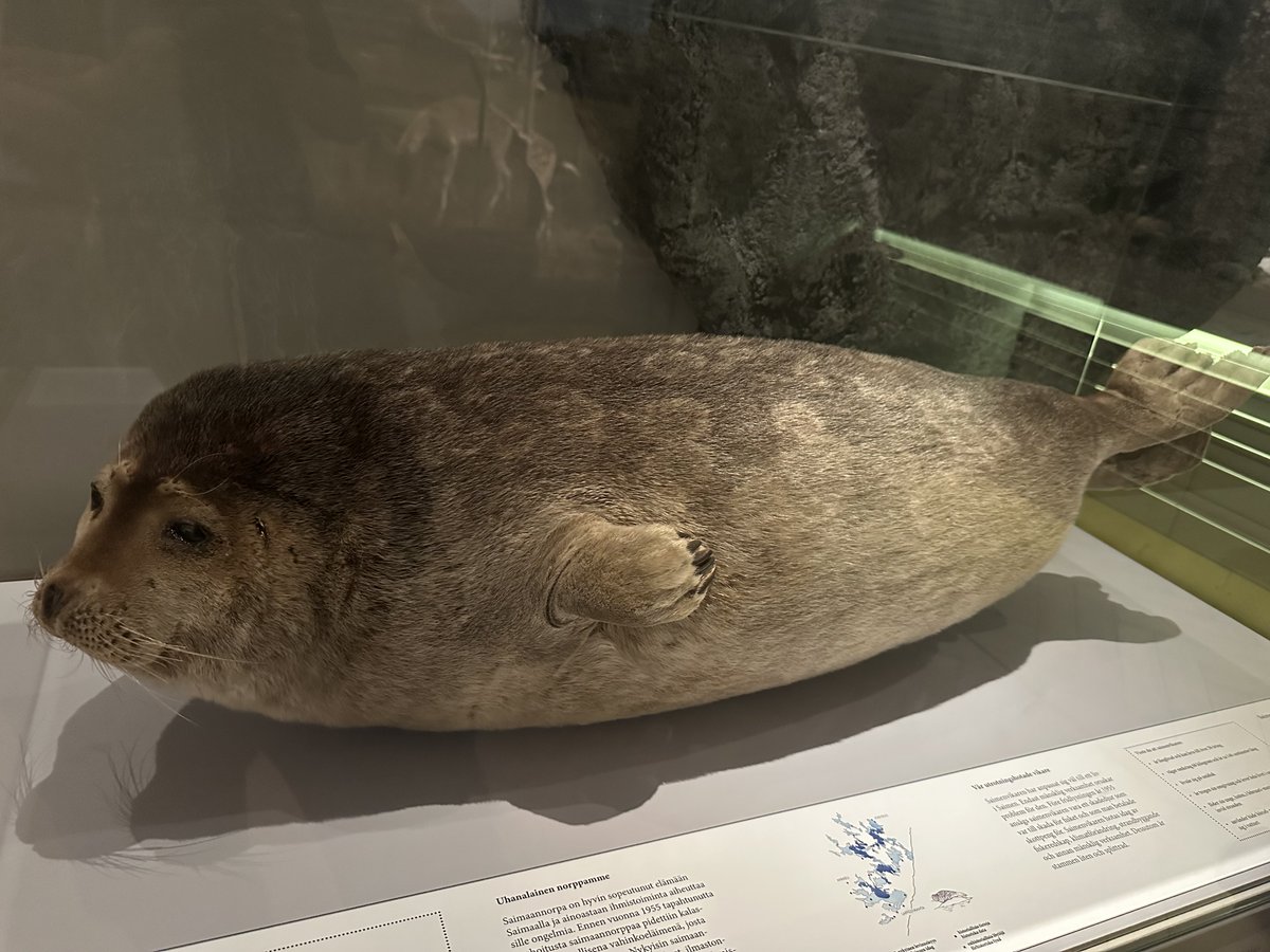 🐀 Fil of Finland tweet media