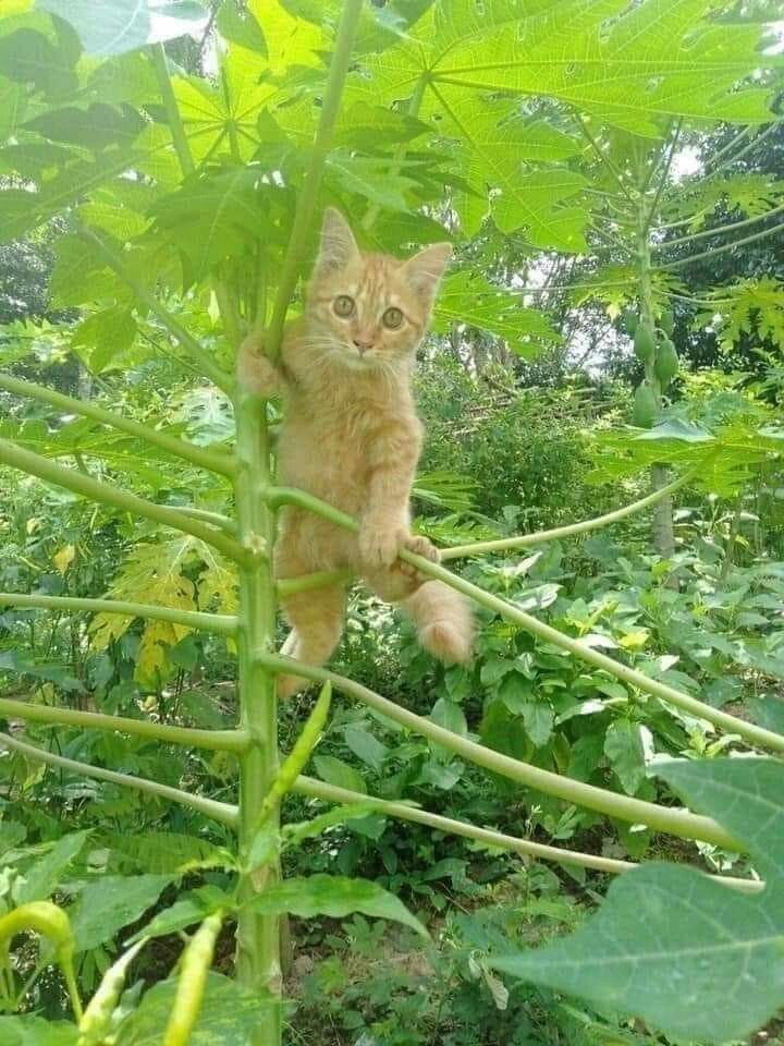 Bₒₙbₒₙ 𓆩♡𓆪 tweet media