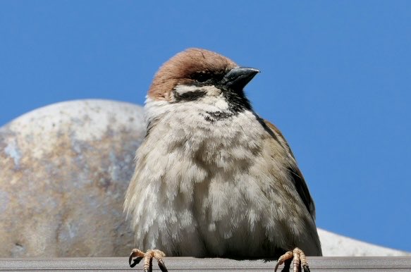 きんぐぺんちゃん tweet media