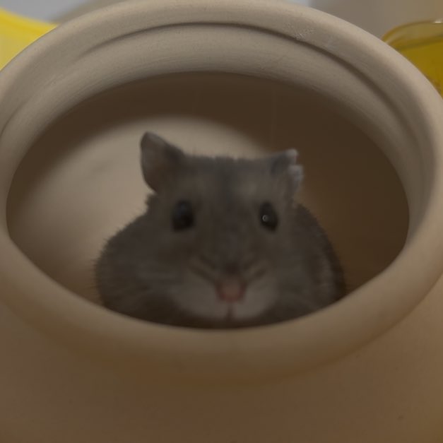 졸린 이장과 쥐인님들 tweet media