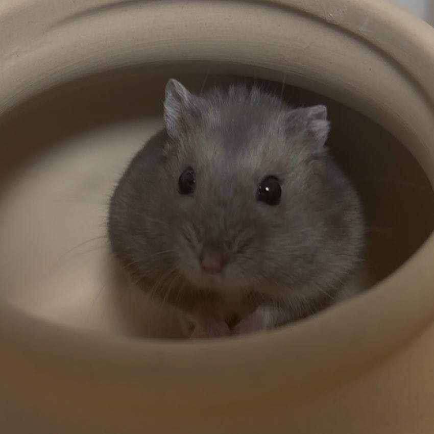 졸린 이장과 쥐인님들 tweet media