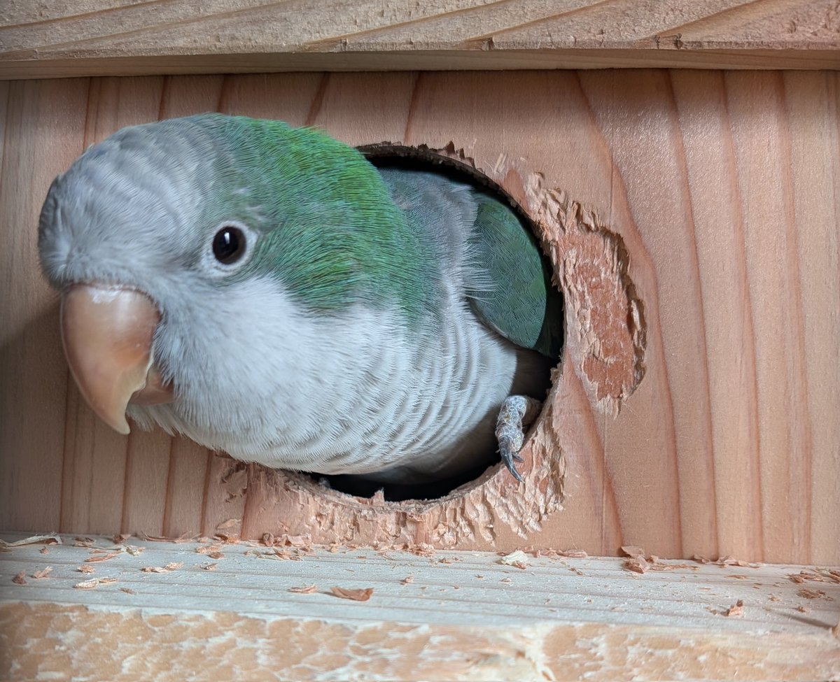 P&C LEON 小鳥専門店 tweet media