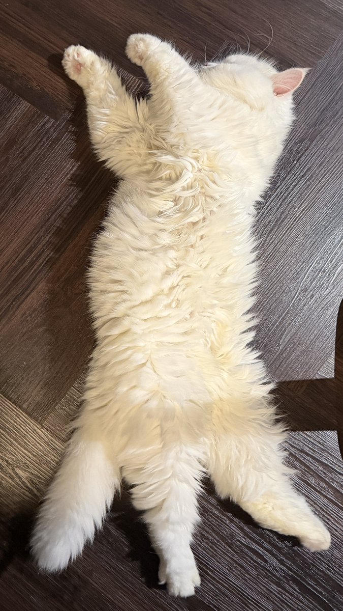 Supersweet tweet media