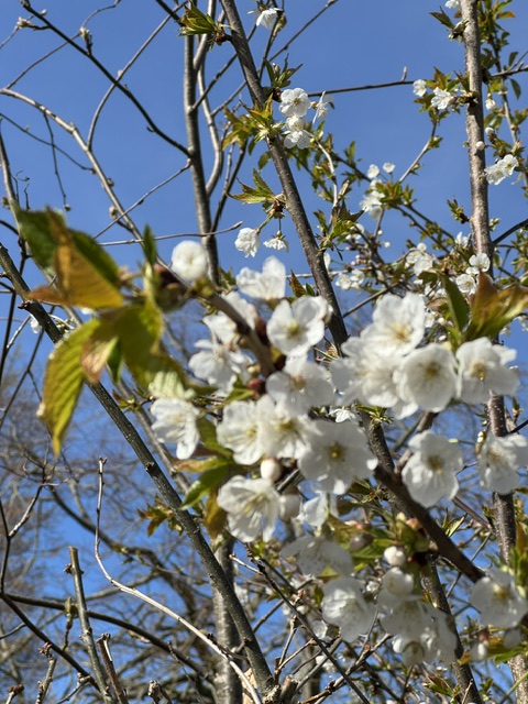 Friends of Portswood Rec tweet media