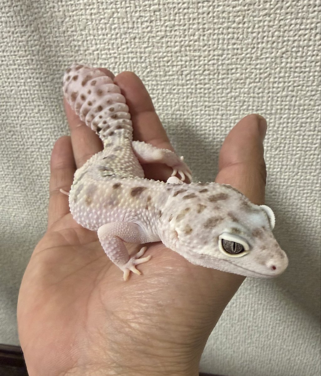 Bianco Leopa tweet media