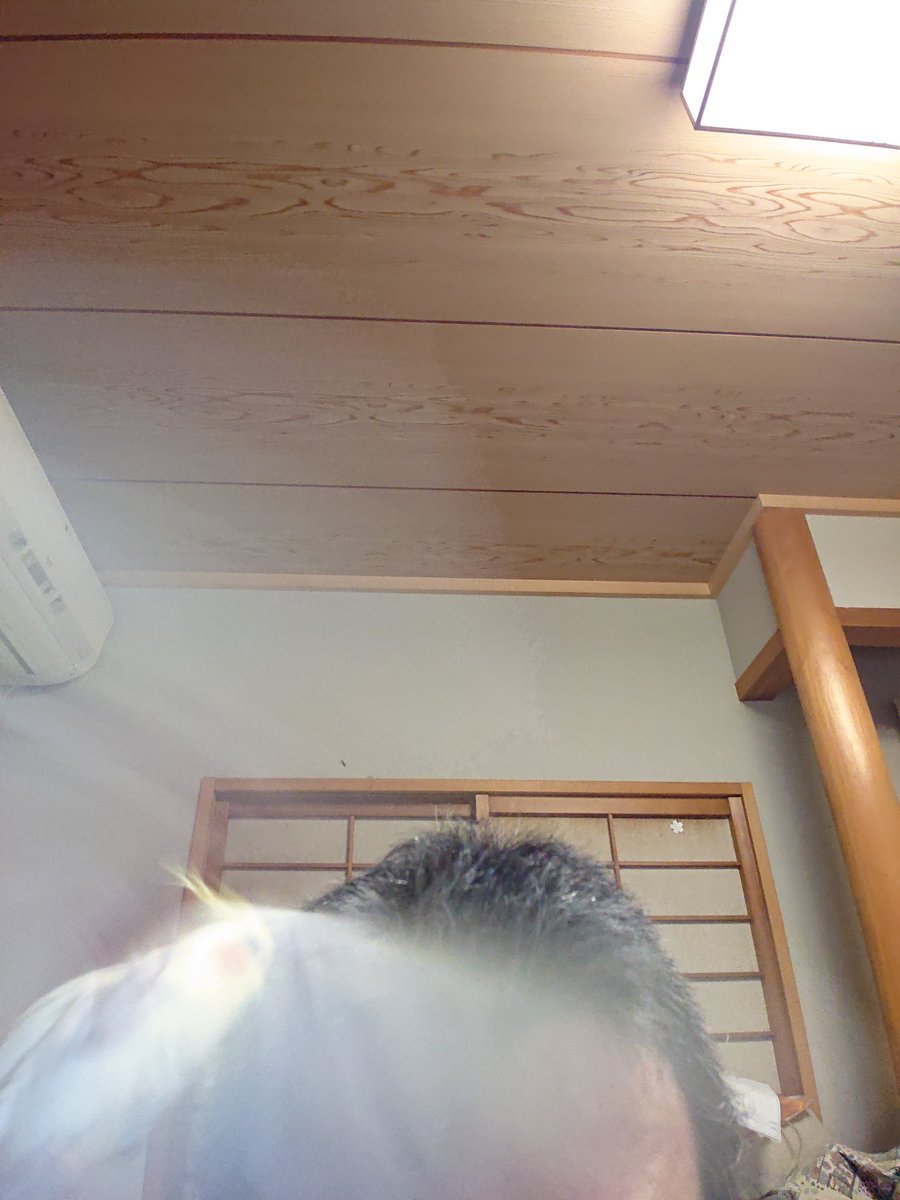 いい加減伸びすぎていたから毛を刈り倒した所に凛ちゃん(オカメインコ)が来てくれたので写真撮ったら足滑らせたわ( *´艸｀)