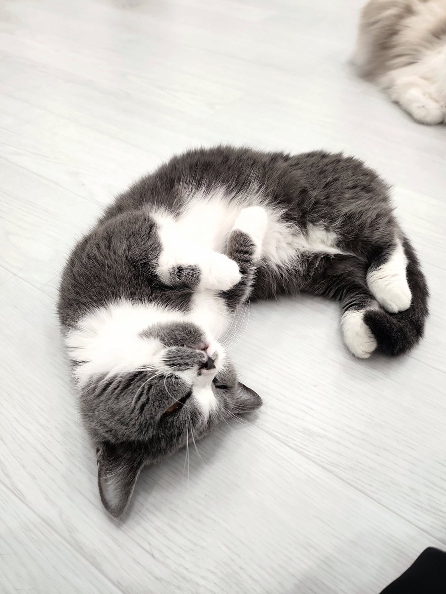 🩶감초 tweet media