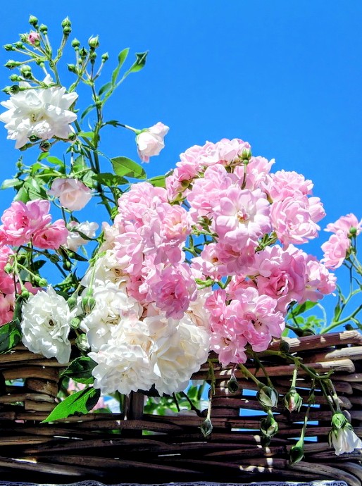 B🌹👋 tweet media