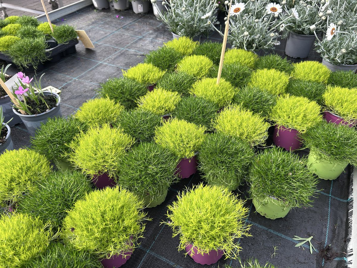 Auge drauf tweet media