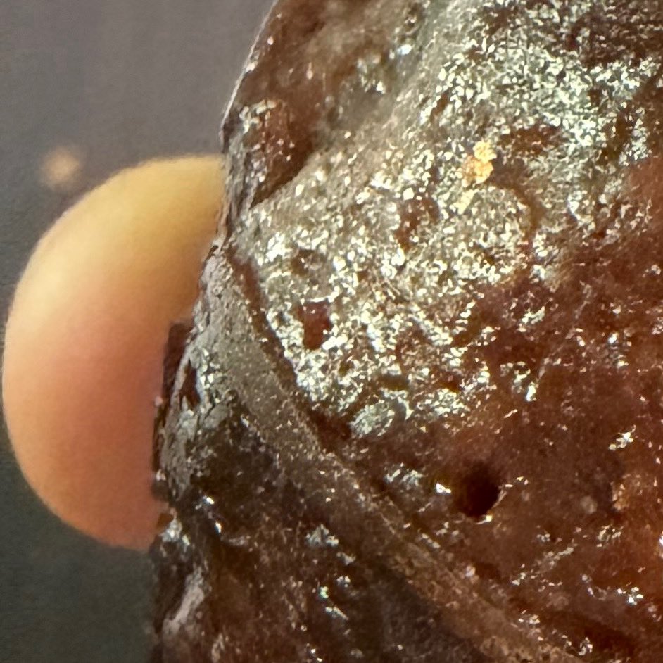 & 사사 tweet media