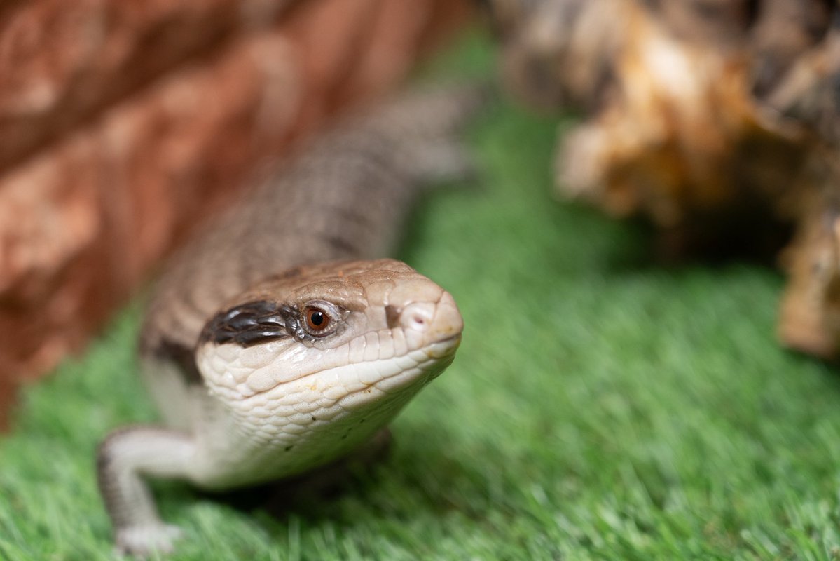 もふりっず|アオジタごはん|ナゴレプ tweet media