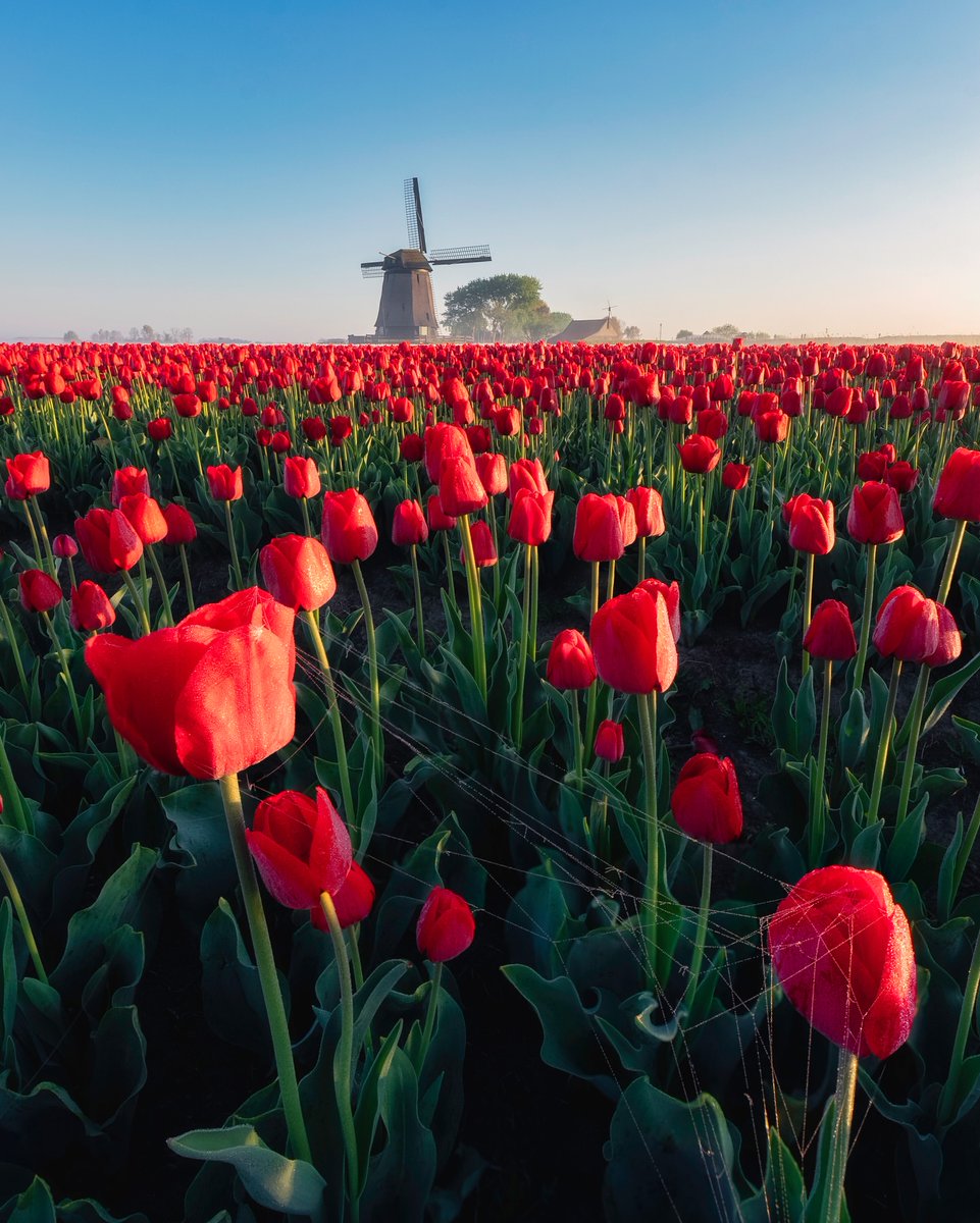 𝓣𝓱𝓮𝓑𝓵𝓸𝓼𝓼𝓸𝓶𝓢𝓽𝓾𝓭𝓲𝓸 (@phollukidukaan) on Twitter photo 