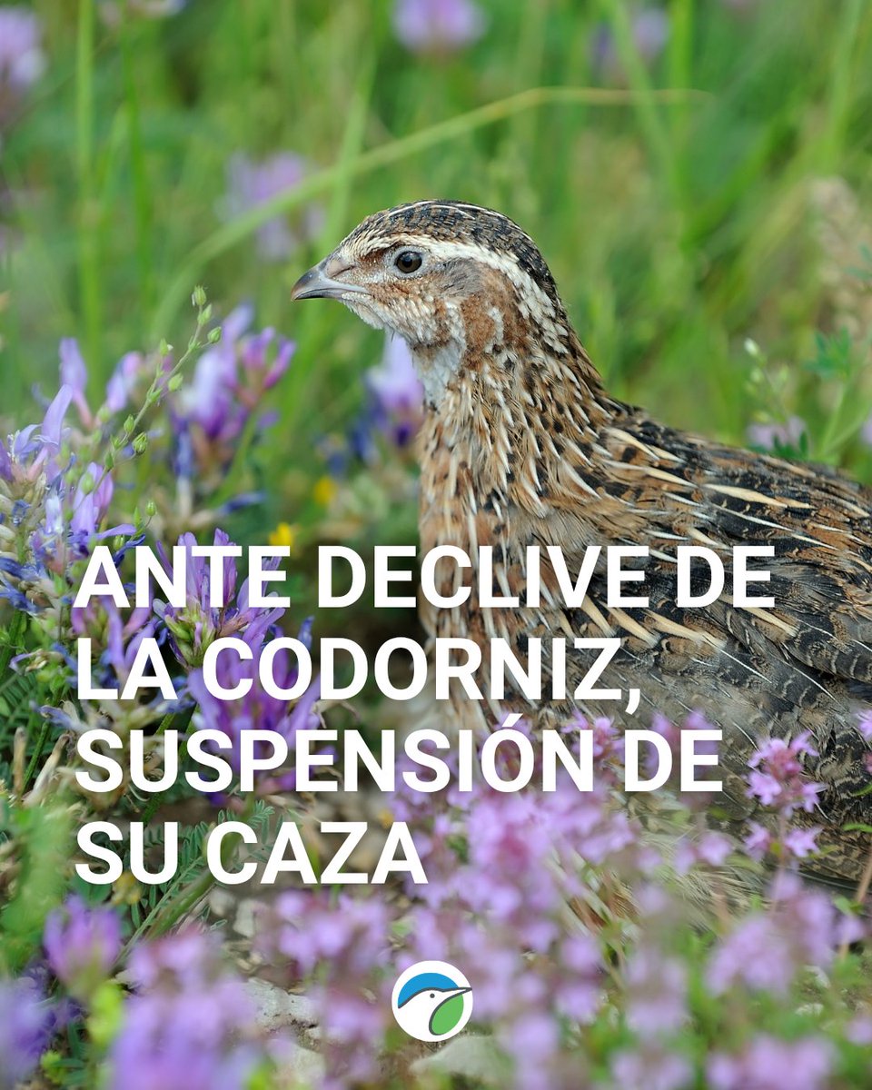 SEO/BirdLife tweet media