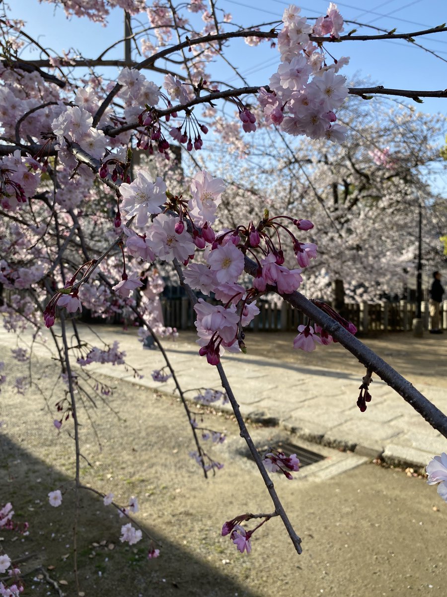 こんにちは！ちゃんみーです🩷🦛

🌷最近はぽかぽかした気温が多く、
お散歩したくなるような日が続いてますね😊

今年も🌸観に行きたいなー

（ちゃんみー）

#メチャカレ
#大阪アニカレ
＃桜
