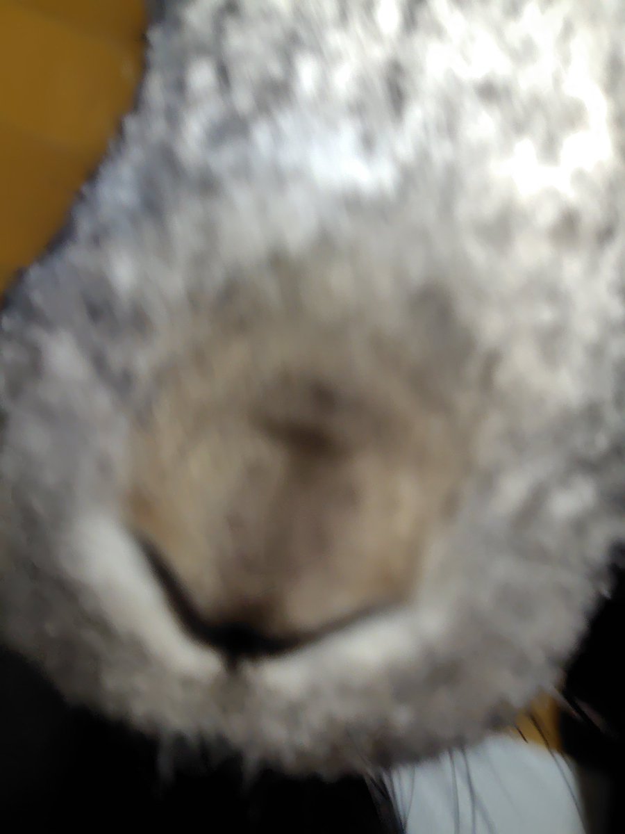 てんてん tweet media