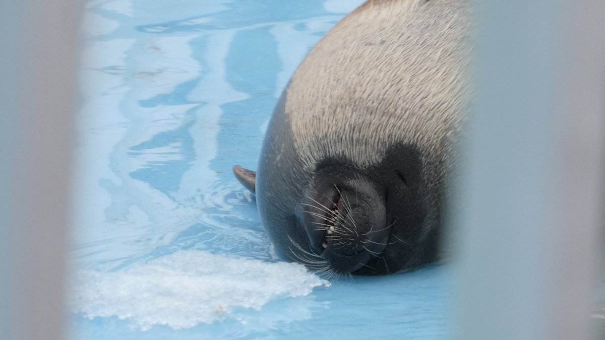 ｽｽﾞｷ tweet media